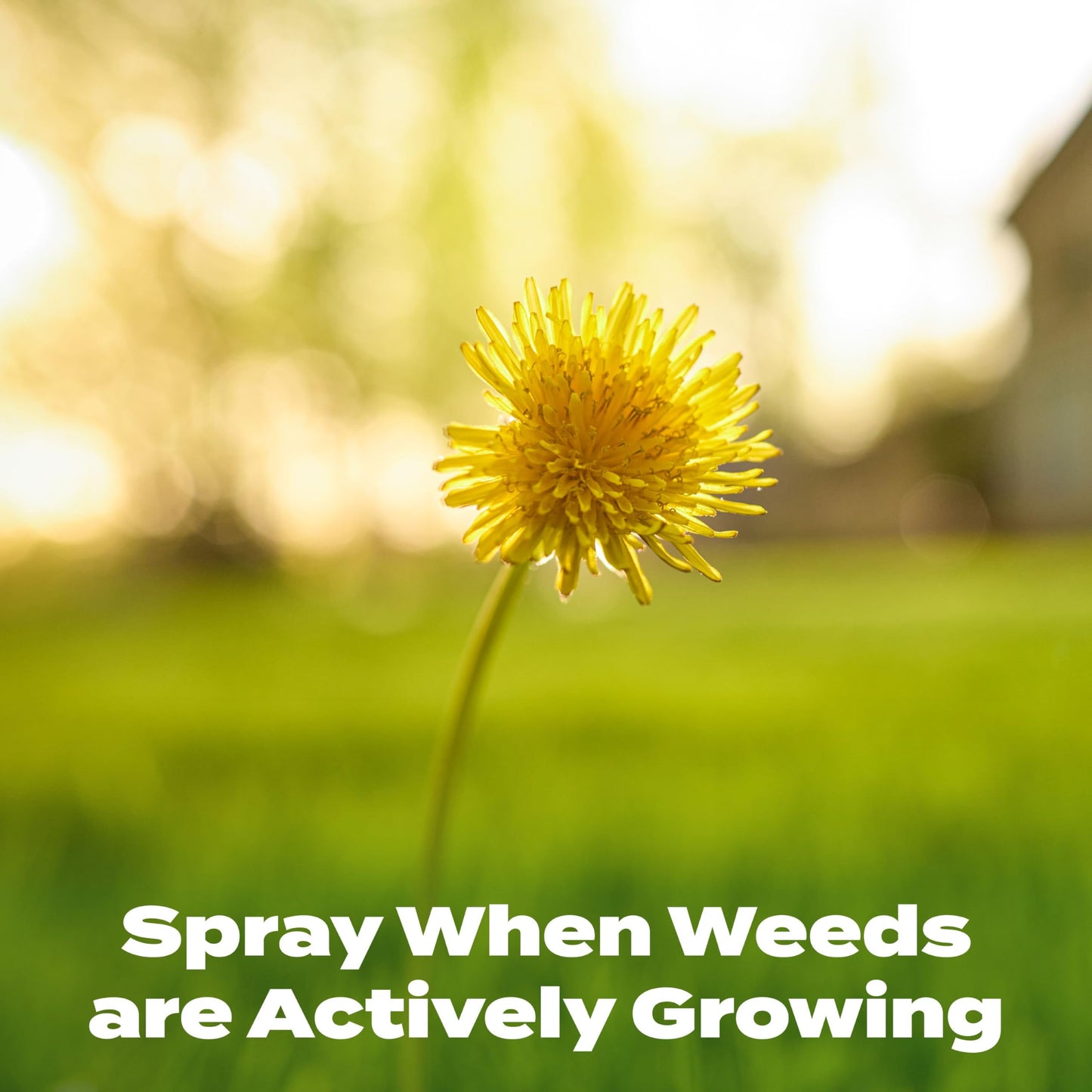Scotts Turf Builder Weed & Feed3, Weed Killer Plus Lawn Fertilizer, Controls Dandelion and Clover, 5,000 sq. ft., 14.29 lbs.