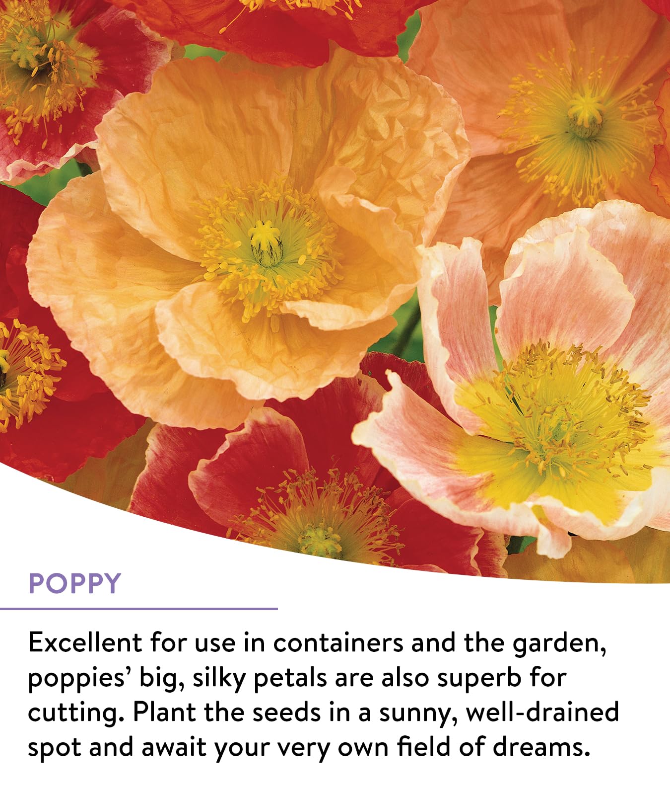 Burpee Wildflower 25,000 Bulk, 1 Bag, 18 Varieties of Non-GMO Flower Seeds Pollinator Garden, Pollinator Mix