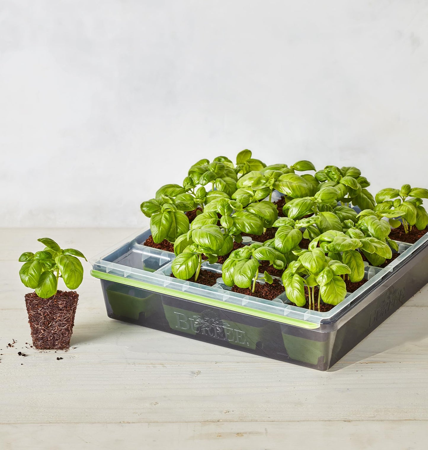 Burpee SuperSeed Seed Starting Tray | 36 Cell Reusable Seed Starter Tray | for Starting Vegetable, Flower & Herb Seeds | Indoor Grow Kit for Plant Seedlings | for Germination Success