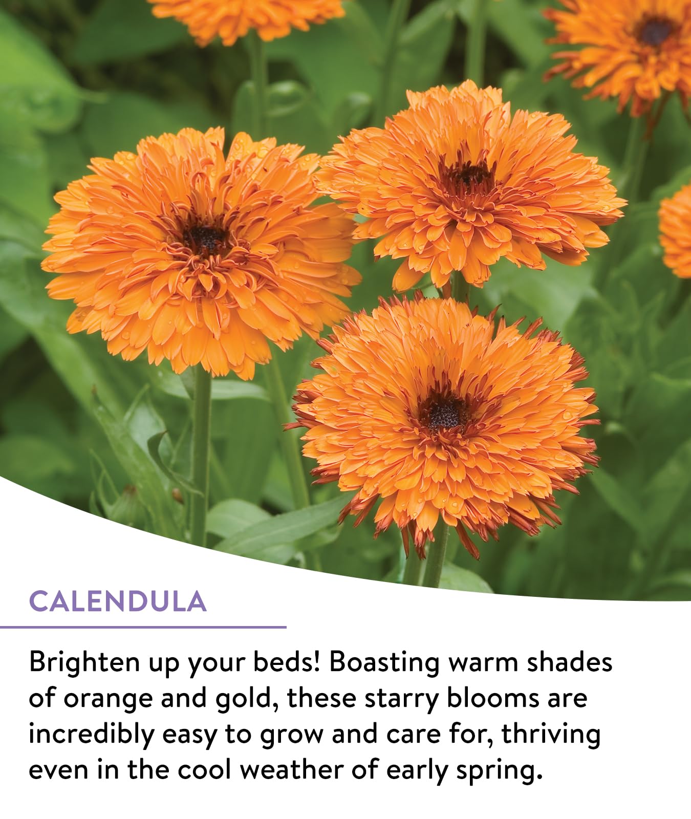 Burpee Wildflower 25,000 Bulk, 1 Bag, 18 Varieties of Non-GMO Flower Seeds Pollinator Garden, Pollinator Mix