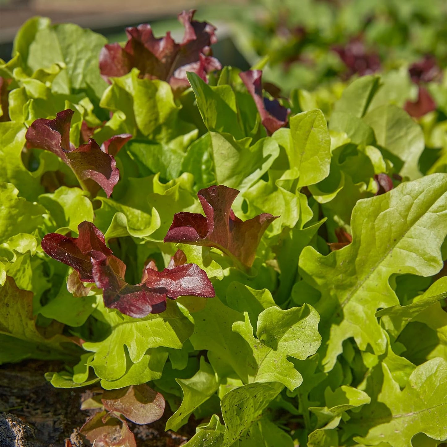 Burpee Gourmet Blend Lettuce Seeds, Non-GMO Green Leaf Vegetable for Planting - 680mg