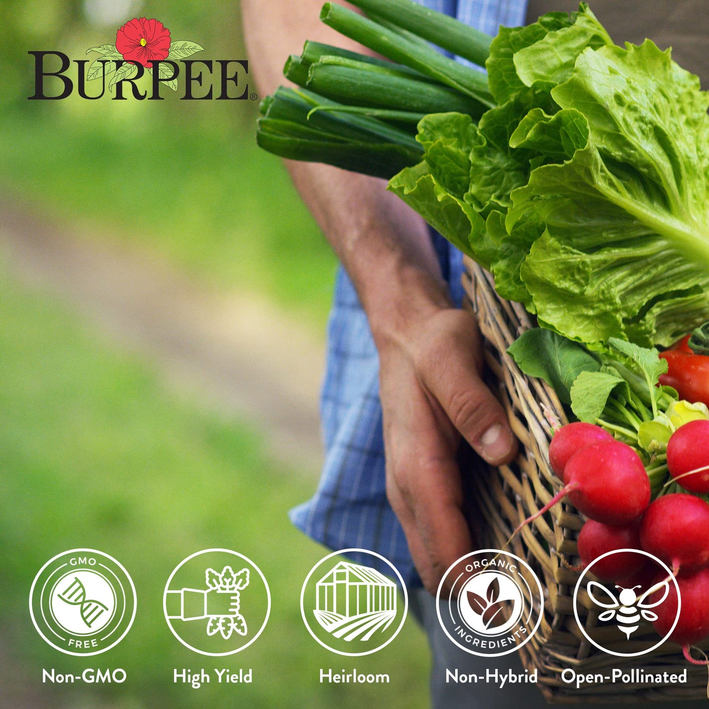 Burpee Culinary Classics Garden Collection 10 Packets of Non-GMO Chives, Cilantro, Basil, Sage, Thyme, Dill, Parsley, Chamomile, Marjoram & Oregano | Kitchen Herb Variety Pack, Seeds for Planting