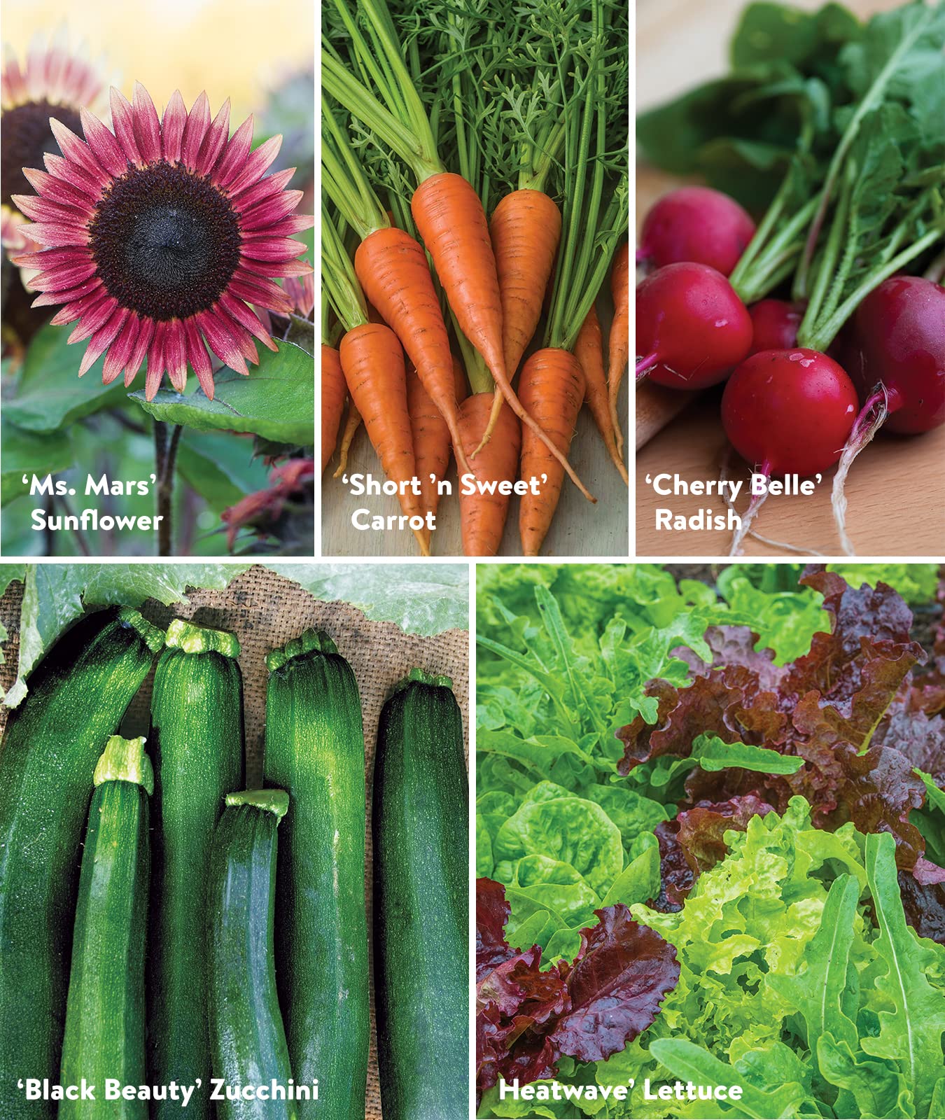 Burpee Culinary Classics Garden Collection 10 Packets of Non-GMO Chives, Cilantro, Basil, Sage, Thyme, Dill, Parsley, Chamomile, Marjoram & Oregano | Kitchen Herb Variety Pack, Seeds for Planting