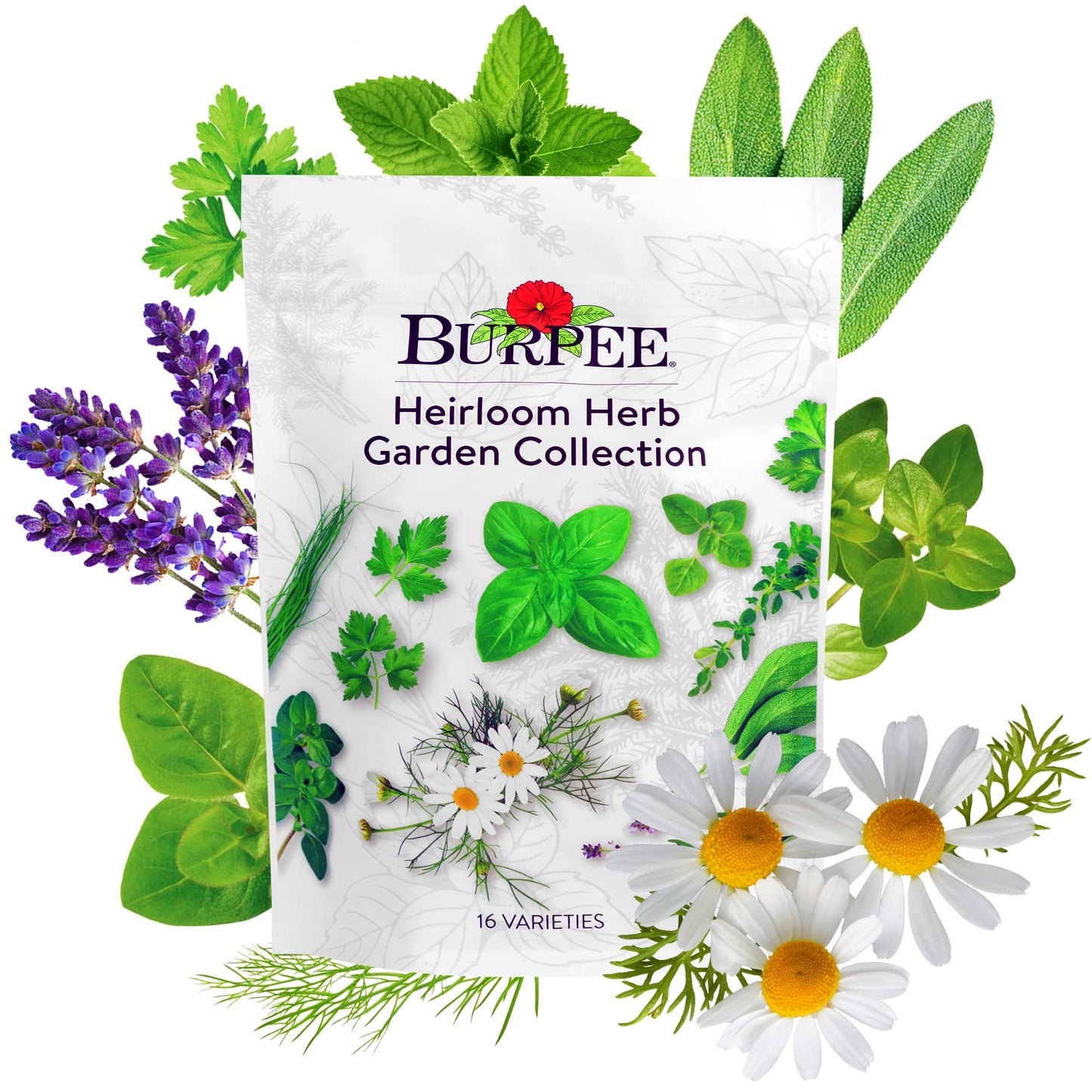 Burpee Culinary Classics Garden Collection 10 Packets of Non-GMO Chives, Cilantro, Basil, Sage, Thyme, Dill, Parsley, Chamomile, Marjoram & Oregano | Kitchen Herb Variety Pack, Seeds for Planting