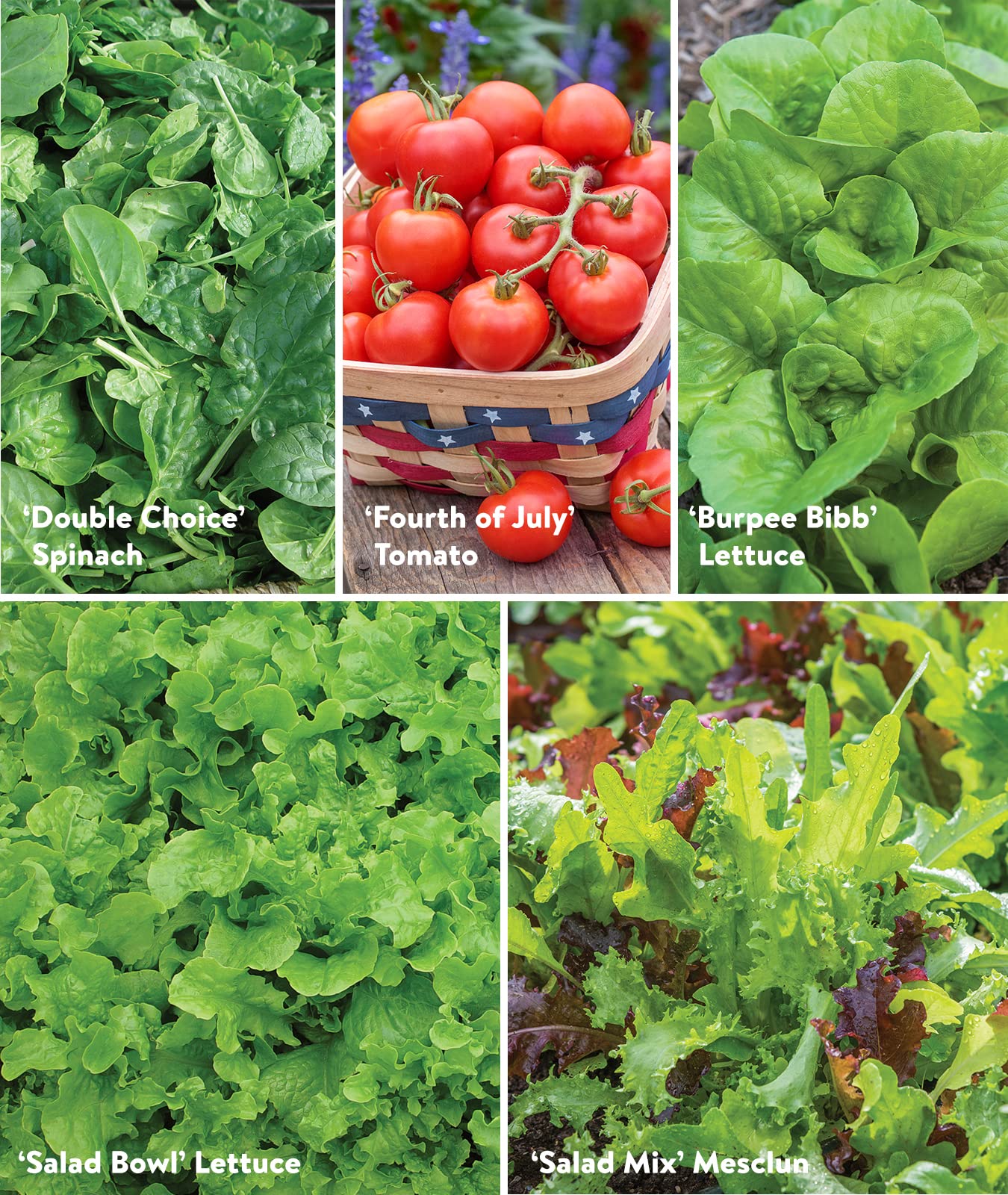 Burpee Culinary Classics Garden Collection 10 Packets of Non-GMO Chives, Cilantro, Basil, Sage, Thyme, Dill, Parsley, Chamomile, Marjoram & Oregano | Kitchen Herb Variety Pack, Seeds for Planting