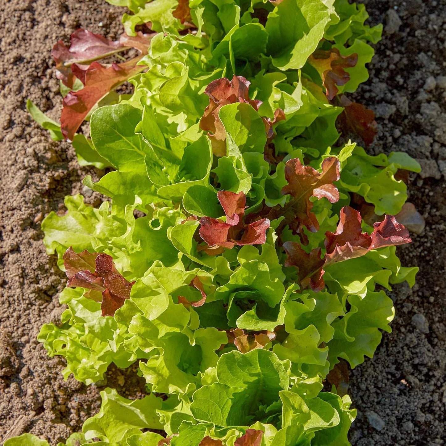 Burpee Gourmet Blend Lettuce Seeds, Non-GMO Green Leaf Vegetable for Planting - 680mg