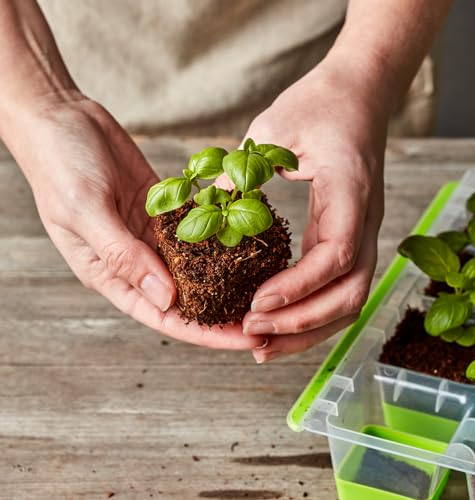 Burpee SuperSeed Seed Starting Tray | 36 Cell Reusable Seed Starter Tray | for Starting Vegetable, Flower & Herb Seeds | Indoor Grow Kit for Plant Seedlings | for Germination Success