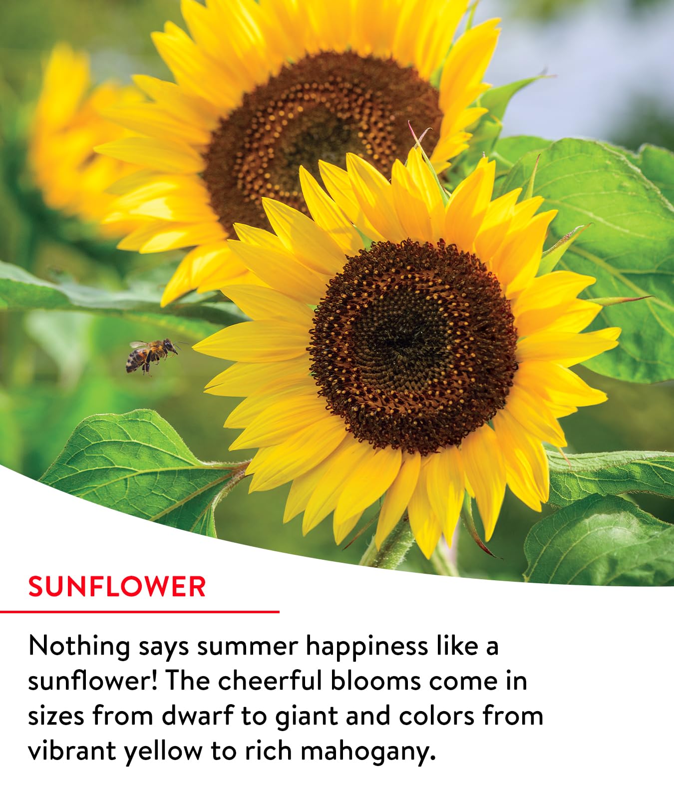 Burpee Wildflower 25,000 Bulk, 1 Bag, 18 Varieties of Non-GMO Flower Seeds Pollinator Garden, Pollinator Mix