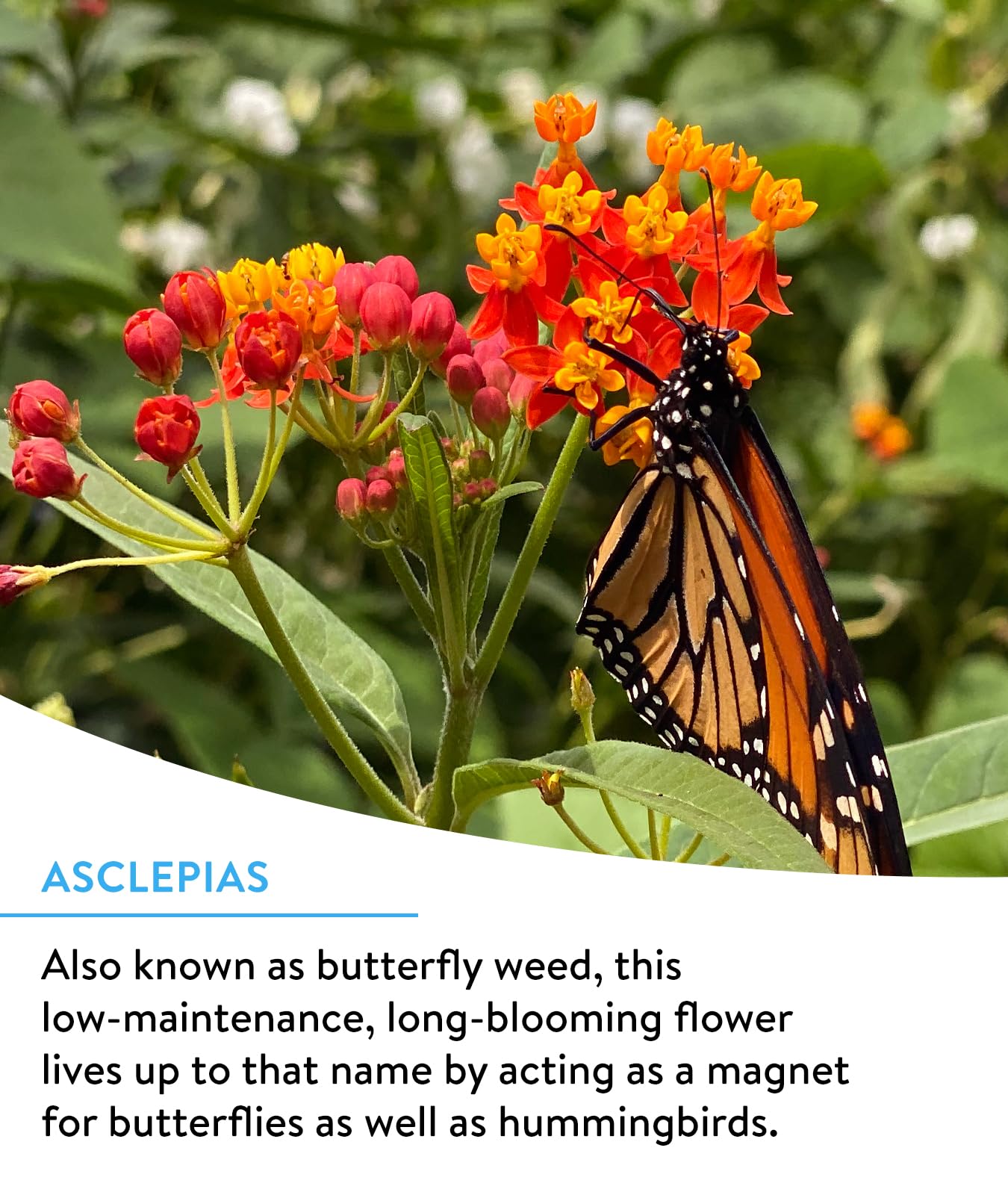 Burpee Wildflower 25,000 Bulk, 1 Bag, 18 Varieties of Non-GMO Flower Seeds Pollinator Garden, Pollinator Mix