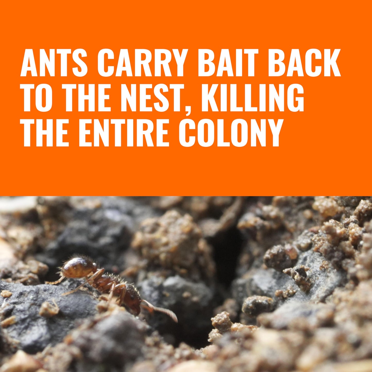 TERRO Liquid Ant Baits - T1813 - Outdoor Ready-to-Use Terro Ant Traps - Pack of 12 Liquid Traps