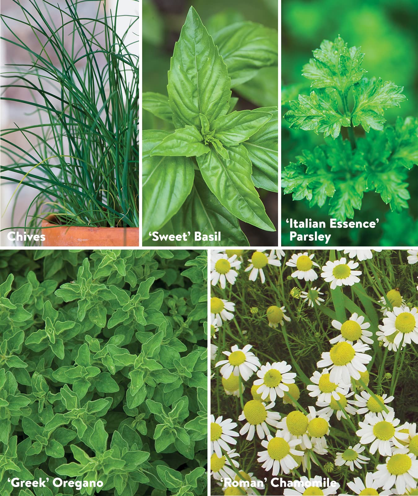 Burpee Culinary Classics Garden Collection 10 Packets of Non-GMO Chives, Cilantro, Basil, Sage, Thyme, Dill, Parsley, Chamomile, Marjoram & Oregano | Kitchen Herb Variety Pack, Seeds for Planting