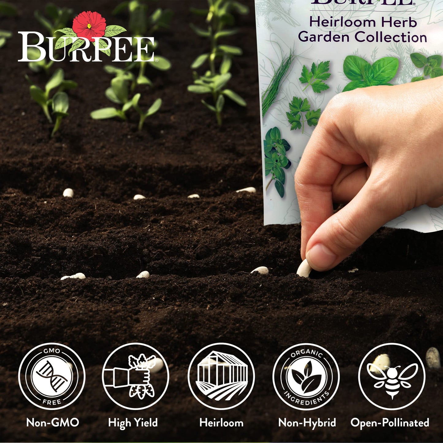 Burpee Culinary Classics Garden Collection 10 Packets of Non-GMO Chives, Cilantro, Basil, Sage, Thyme, Dill, Parsley, Chamomile, Marjoram & Oregano | Kitchen Herb Variety Pack, Seeds for Planting