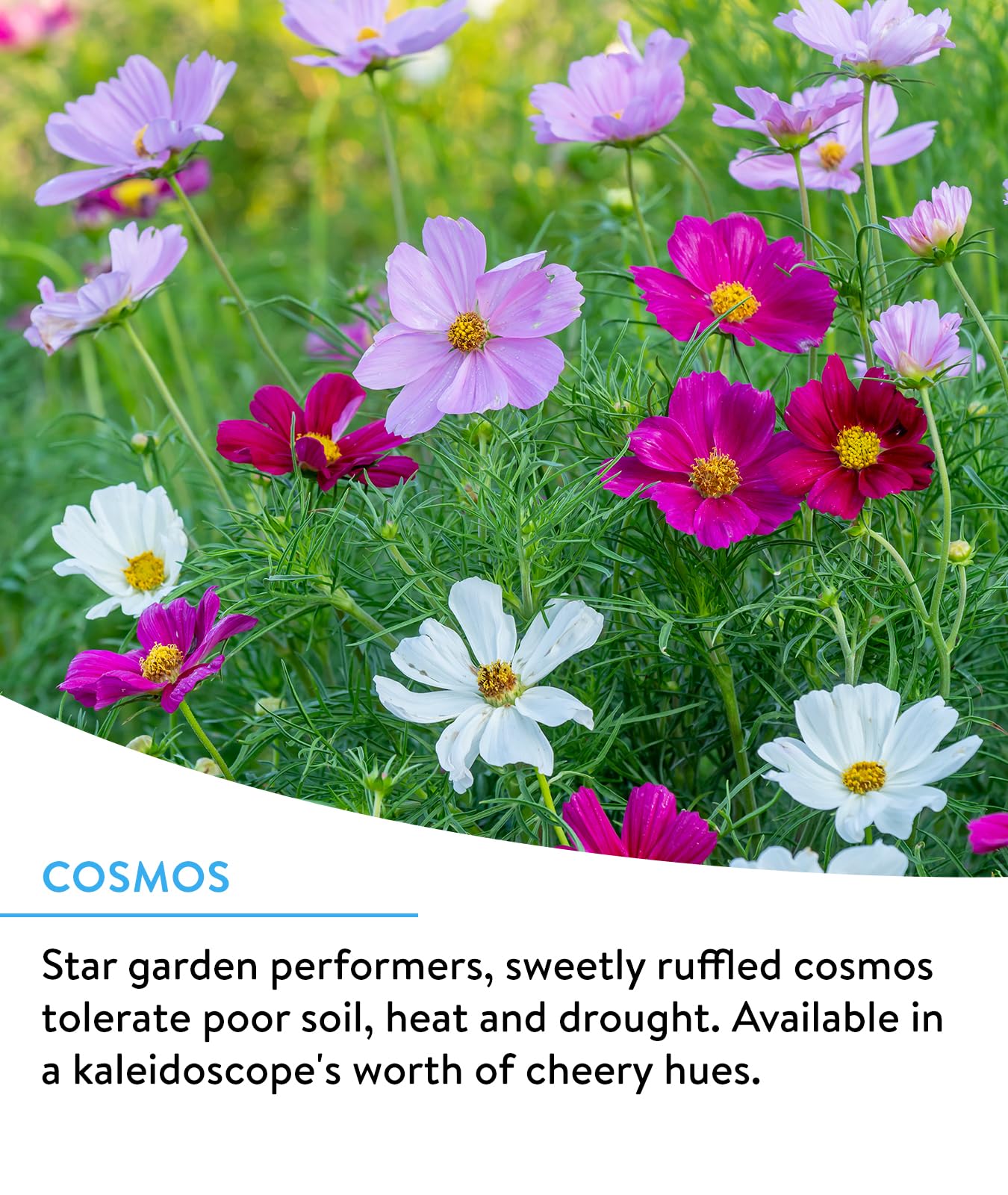 Burpee Wildflower 25,000 Bulk, 1 Bag, 18 Varieties of Non-GMO Flower Seeds Pollinator Garden, Pollinator Mix