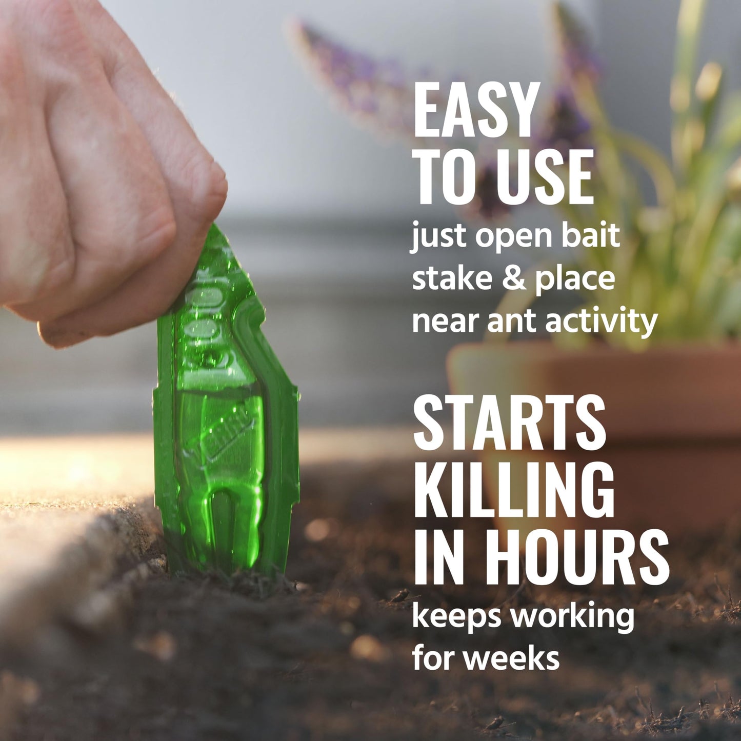 TERRO Liquid Ant Baits - T1813 - Outdoor Ready-to-Use Terro Ant Traps - Pack of 12 Liquid Traps
