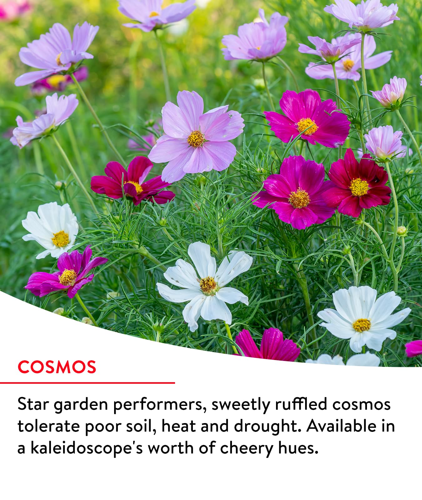 Burpee Wildflower 25,000 Bulk, 1 Bag, 18 Varieties of Non-GMO Flower Seeds Pollinator Garden, Pollinator Mix