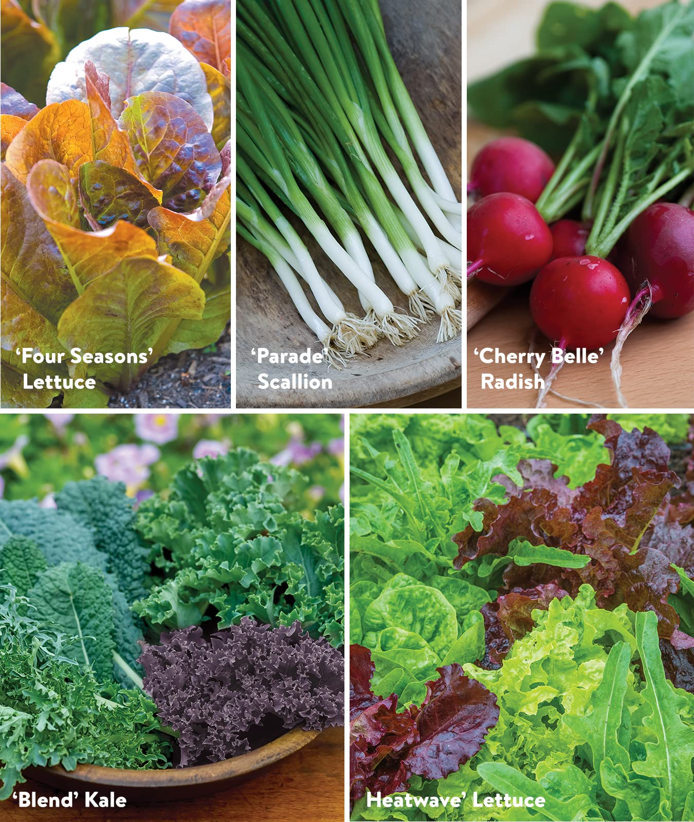 Burpee Culinary Classics Garden Collection 10 Packets of Non-GMO Chives, Cilantro, Basil, Sage, Thyme, Dill, Parsley, Chamomile, Marjoram & Oregano | Kitchen Herb Variety Pack, Seeds for Planting